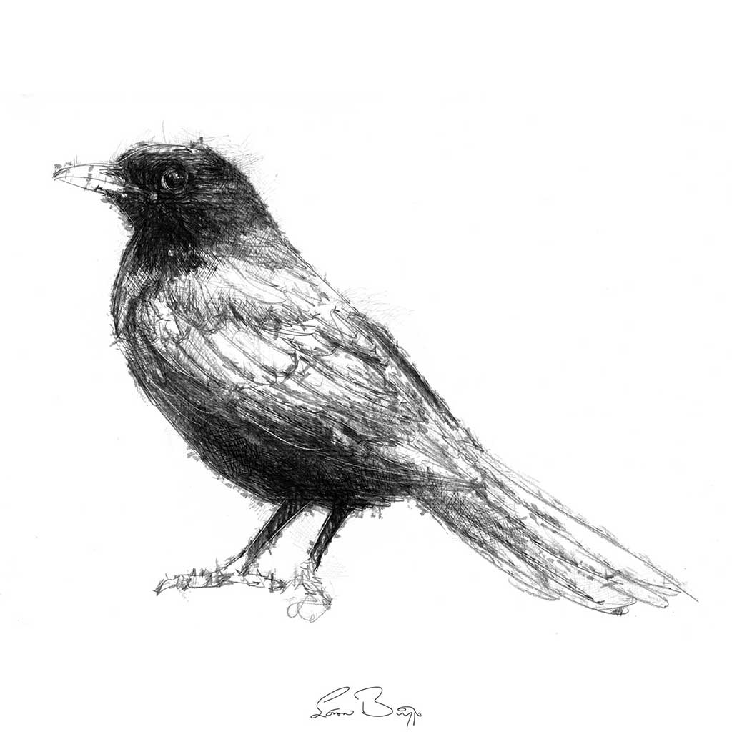 Blackbird