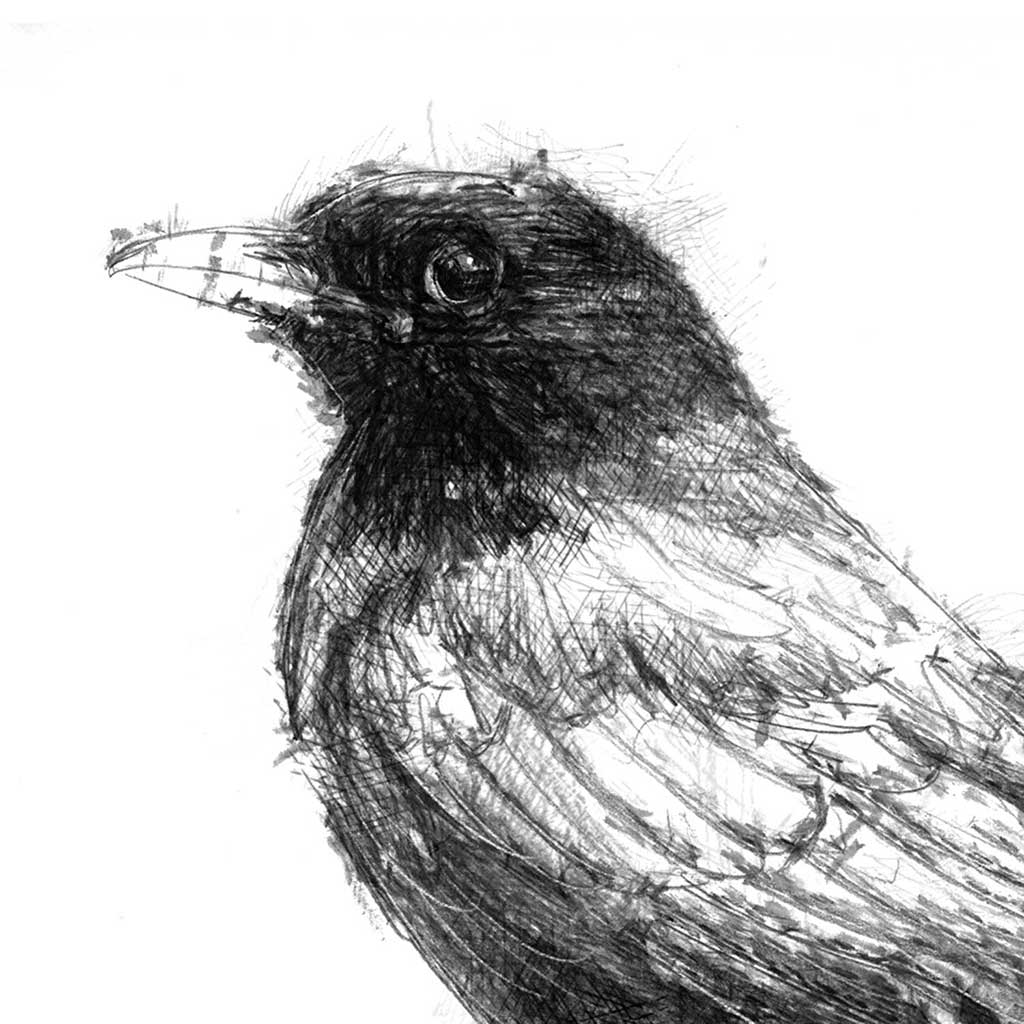 Blackbird