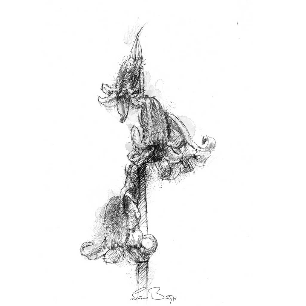 Bluebell