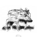 Wild boar piglet