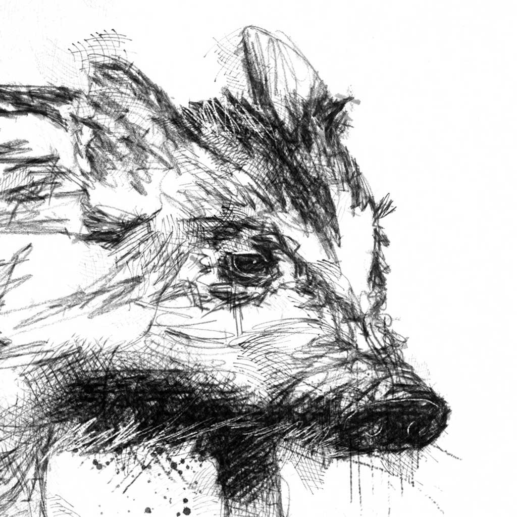 Wild boar piglet