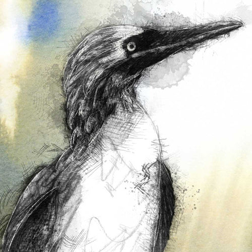Blue footed booby