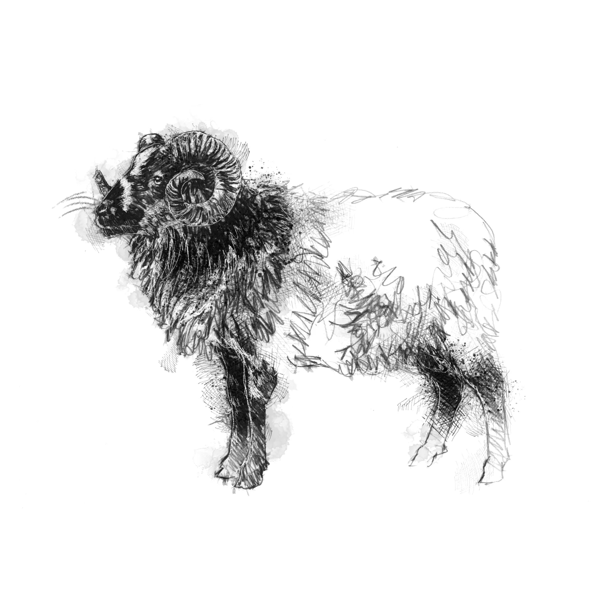 Boreray ram - BW Sketch