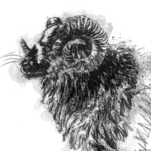 Boreray ram - BW Sketch