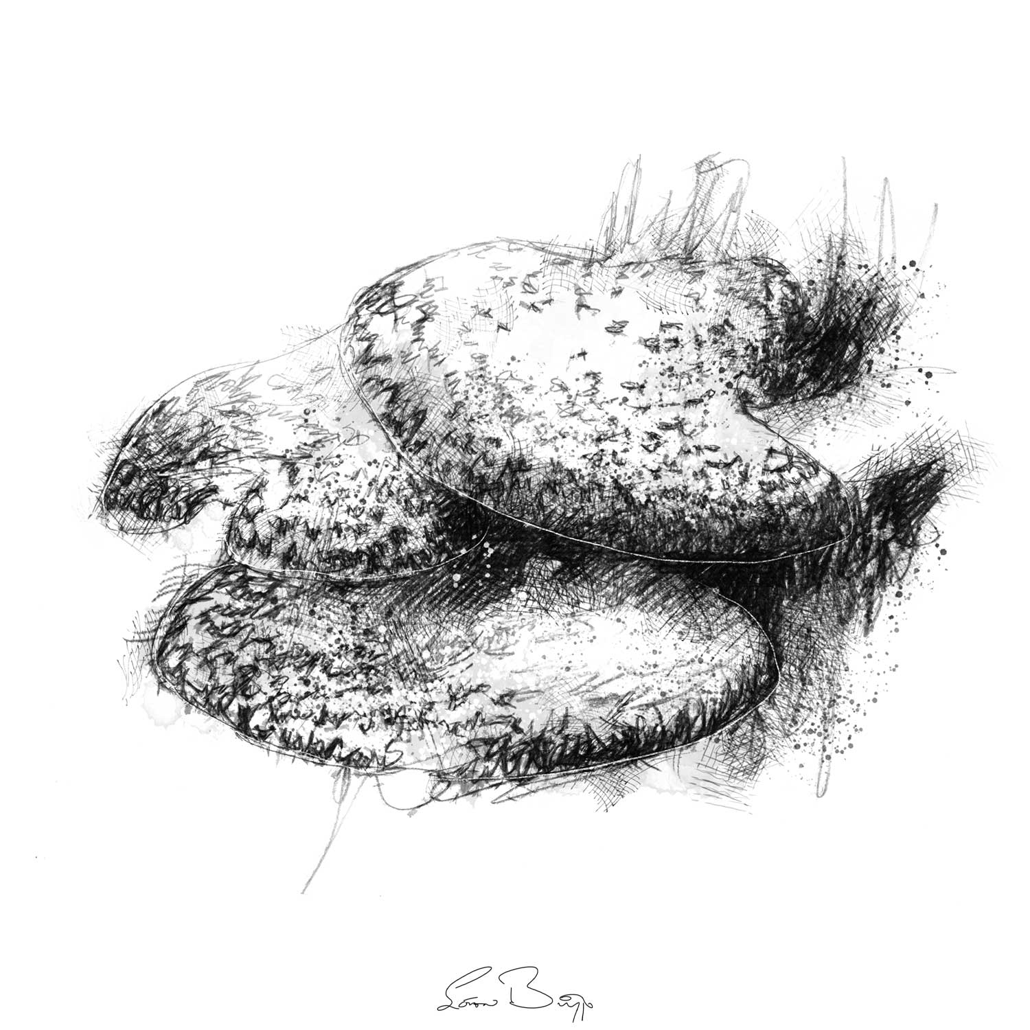 Bracket fungus