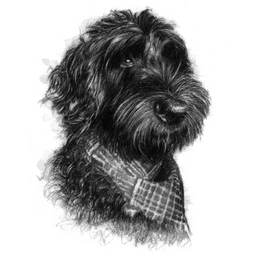 Labradoodle sketch
