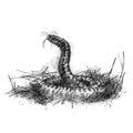 A black and white sketch illustration of a coiled adder snake rising from grass, rendered in a textured ink-style drawing on a white background.