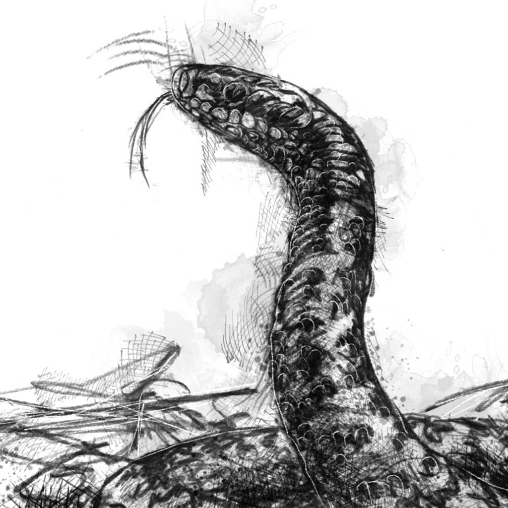 British adder - BW Sketch