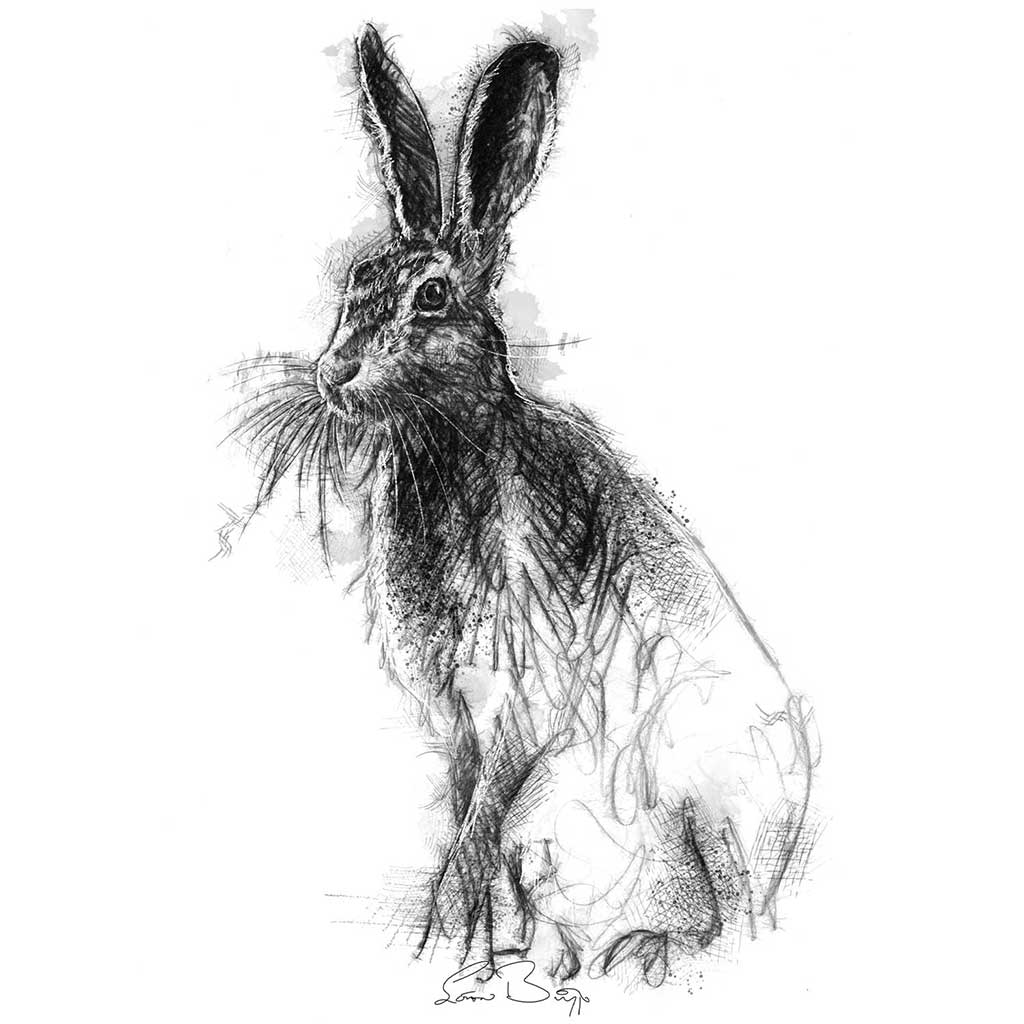 Brown hare sitting