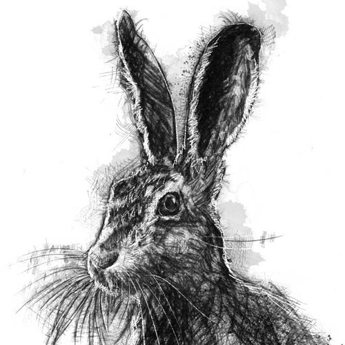 Brown hare sitting