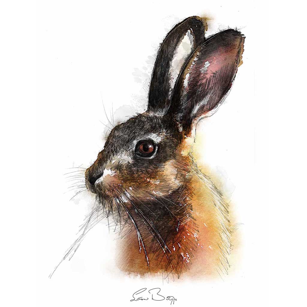 Brown hare