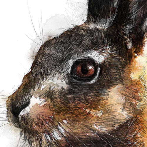 Brown hare