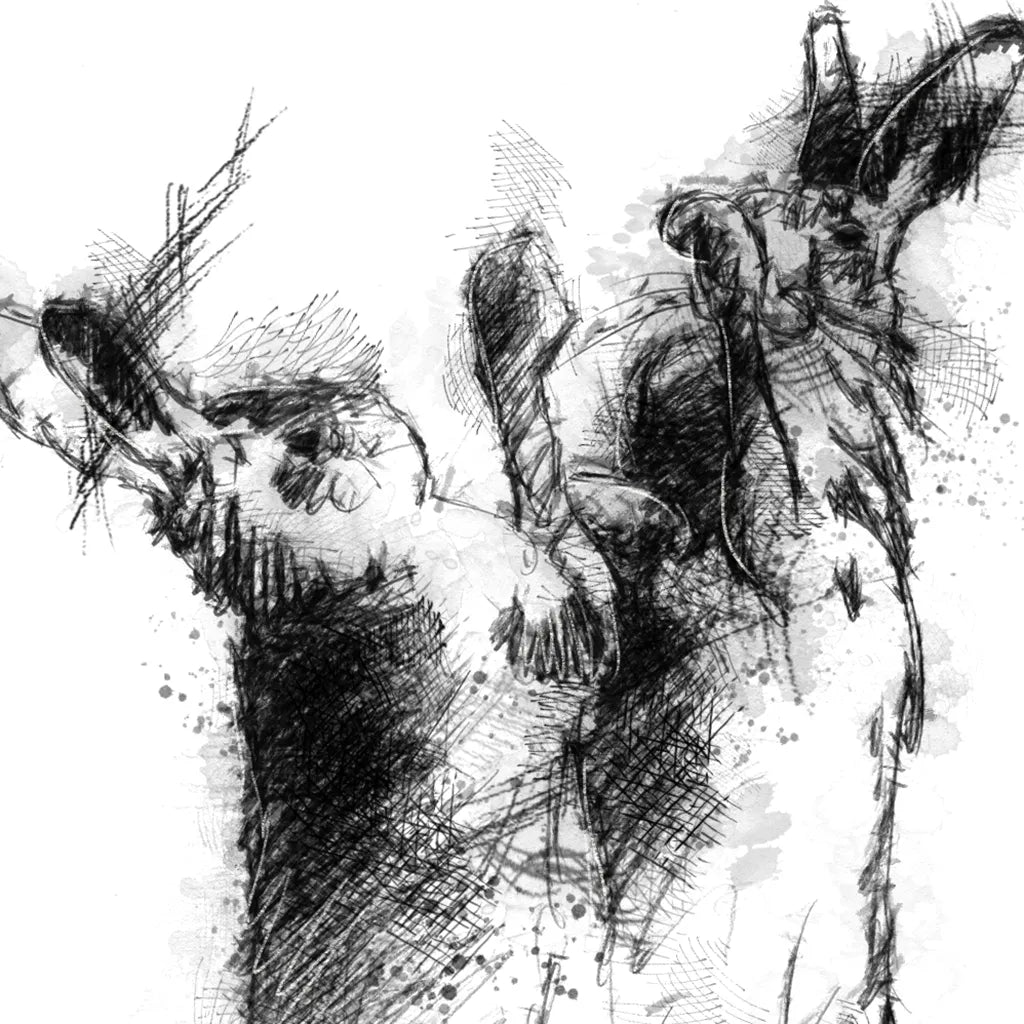 Hares boxing