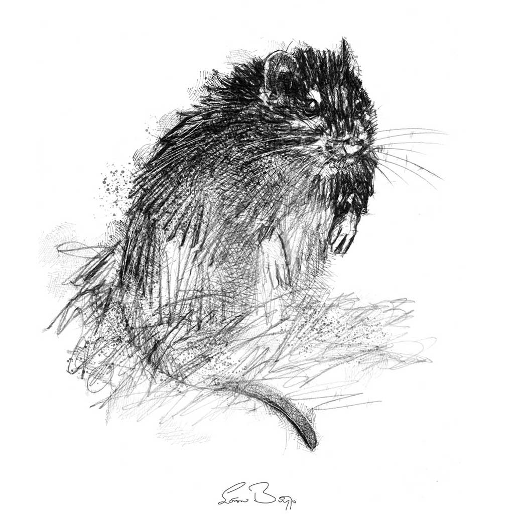 Brown rat