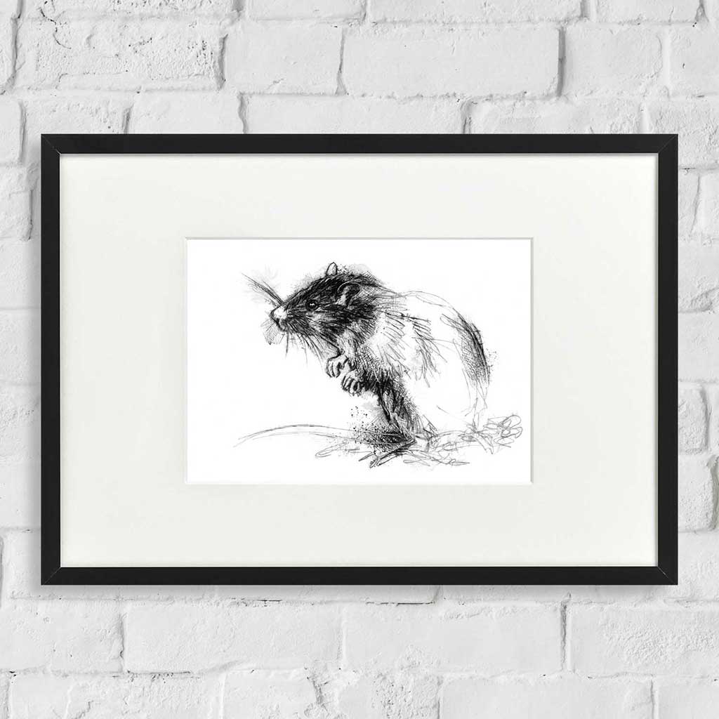 Brown rat