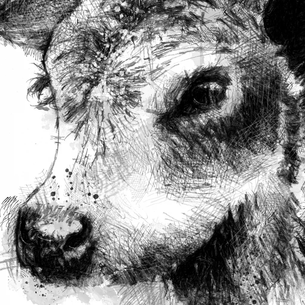 Hereford calf