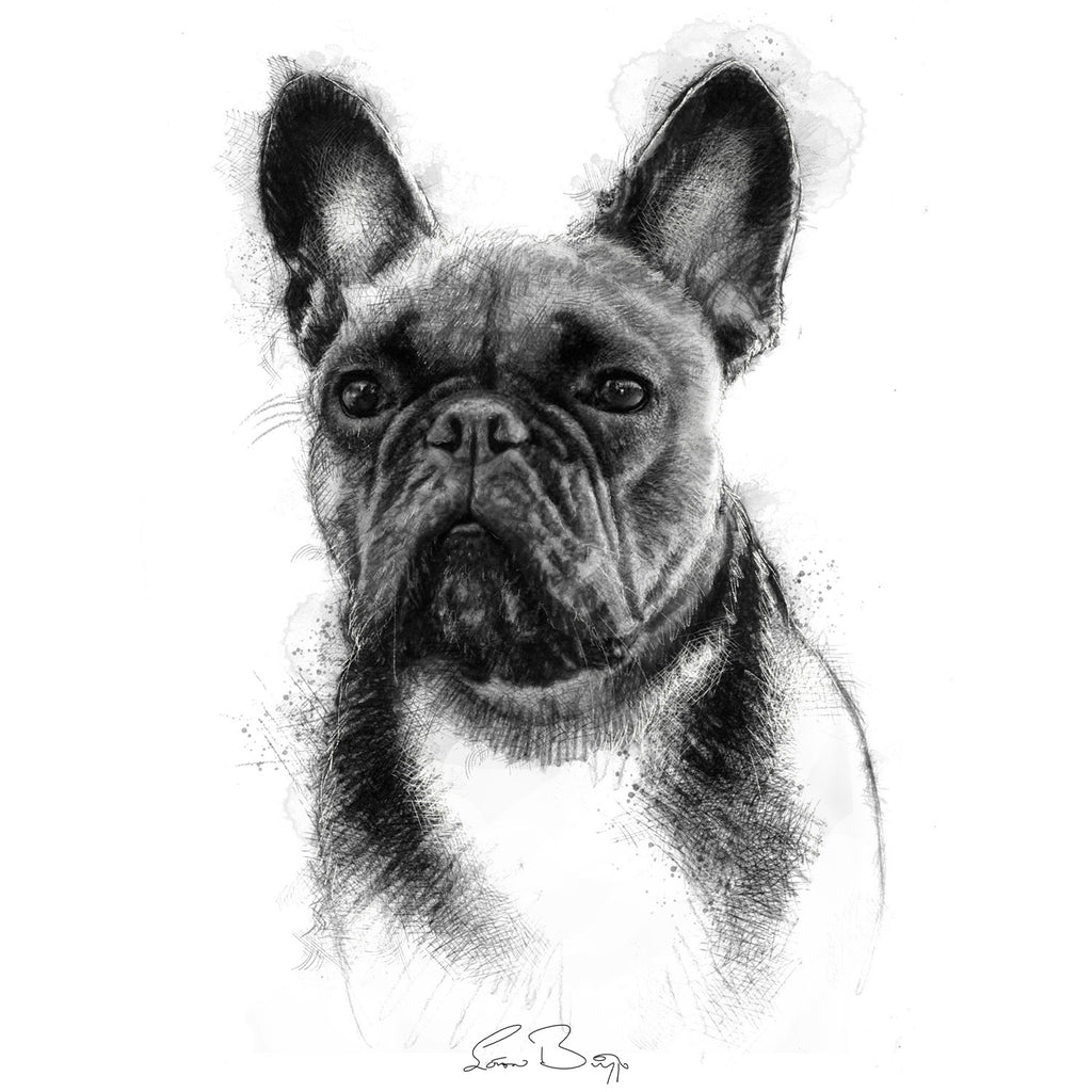 French bulldog