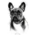 French bulldog