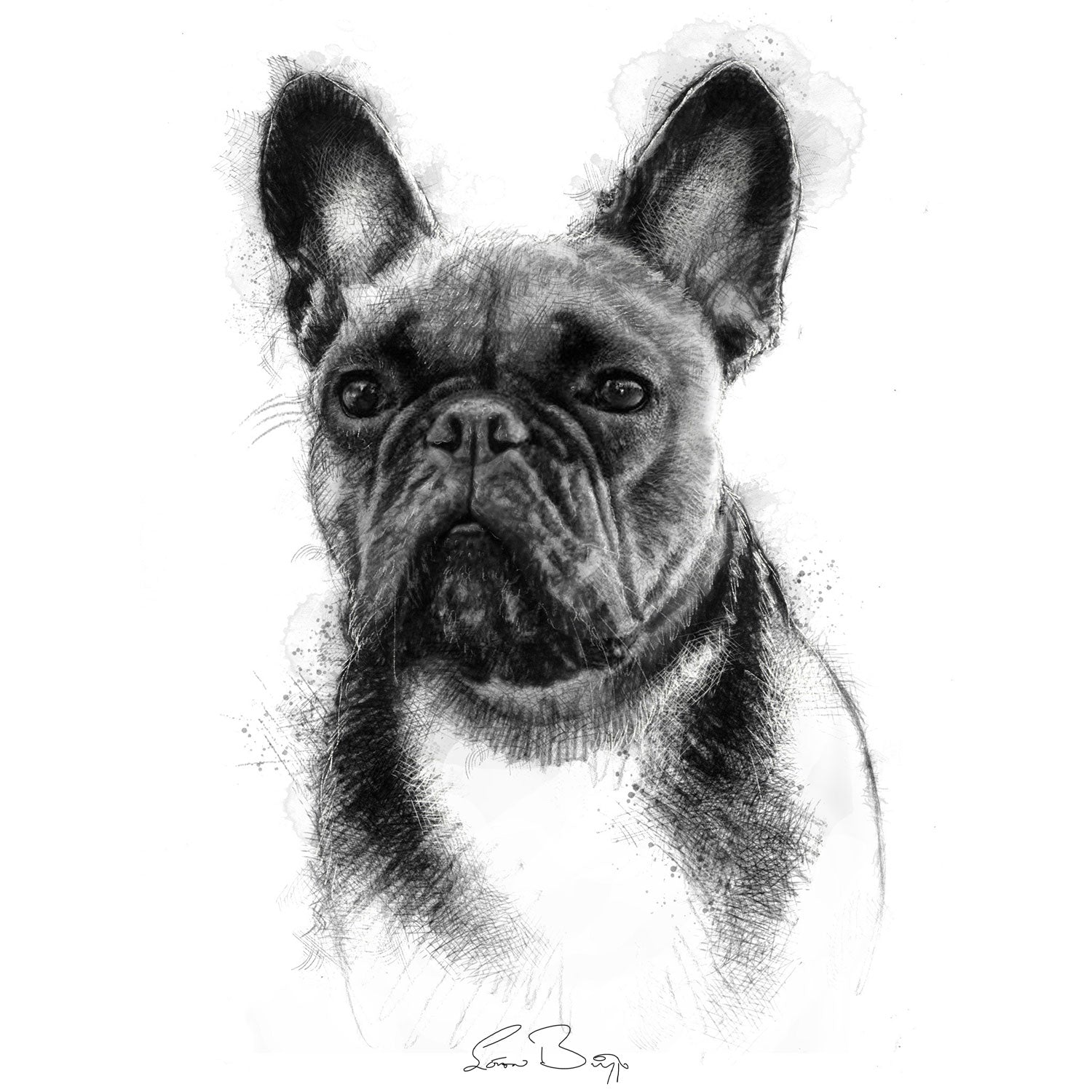 French bulldog