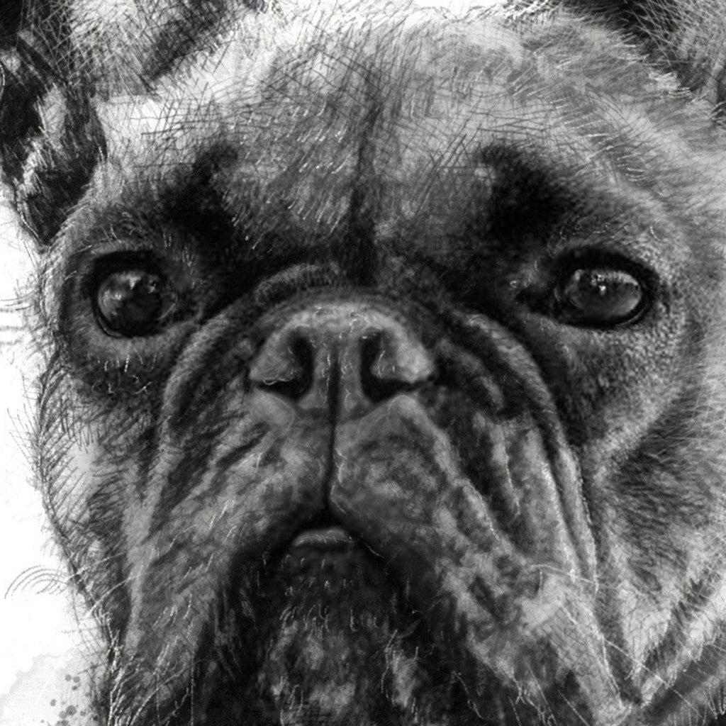 French bulldog