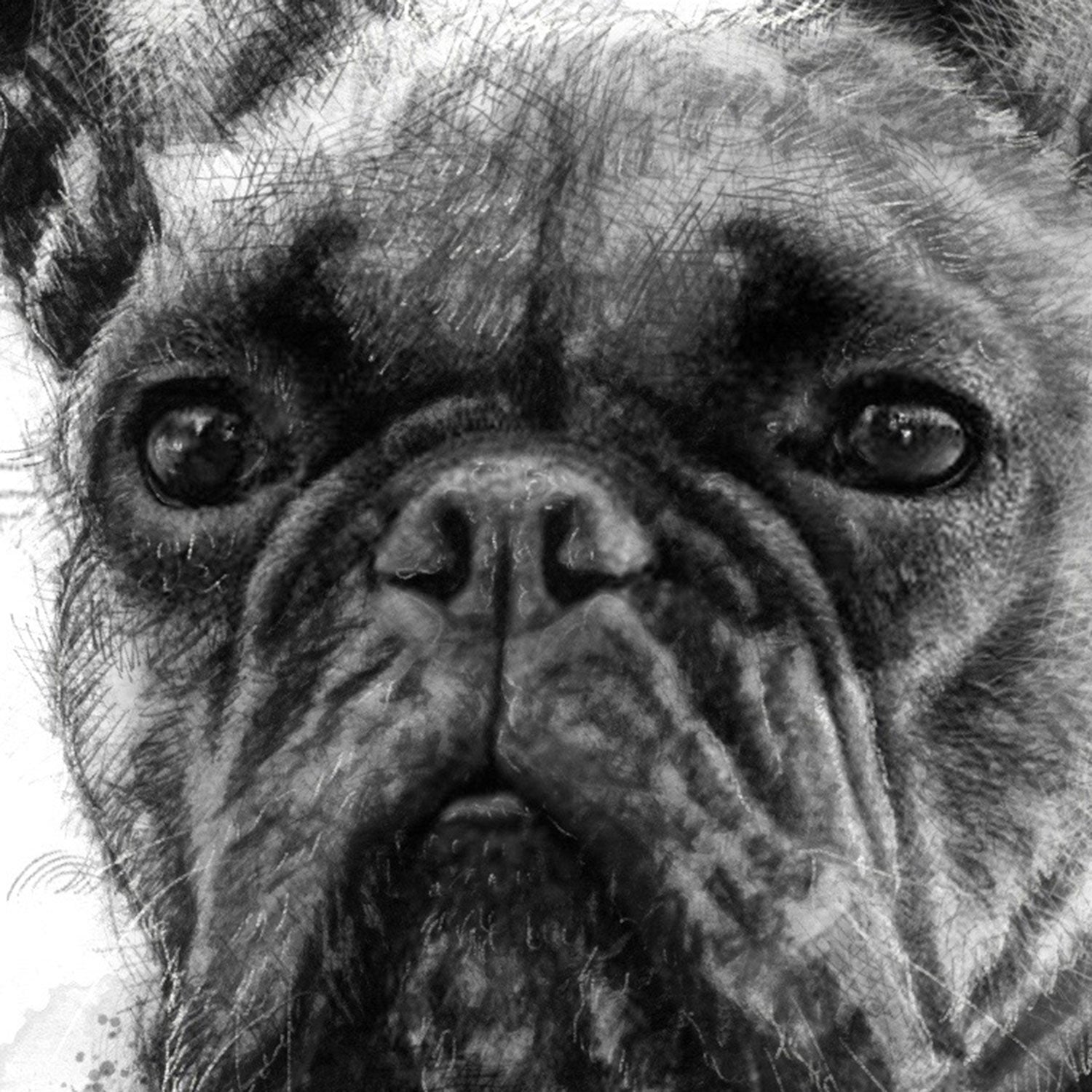 French bulldog