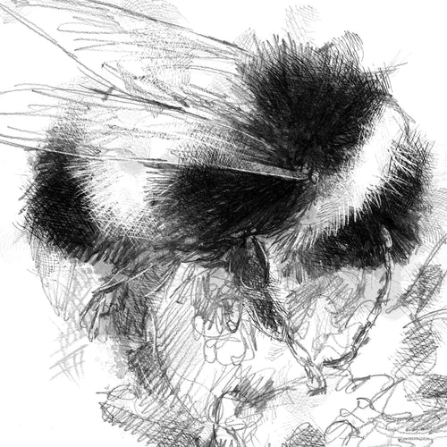 Bumble bee
