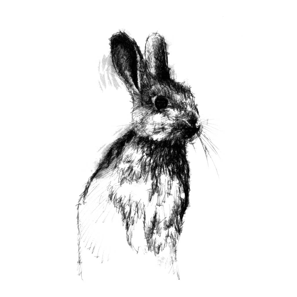 Rabbit