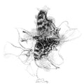 Fritillary butterfly