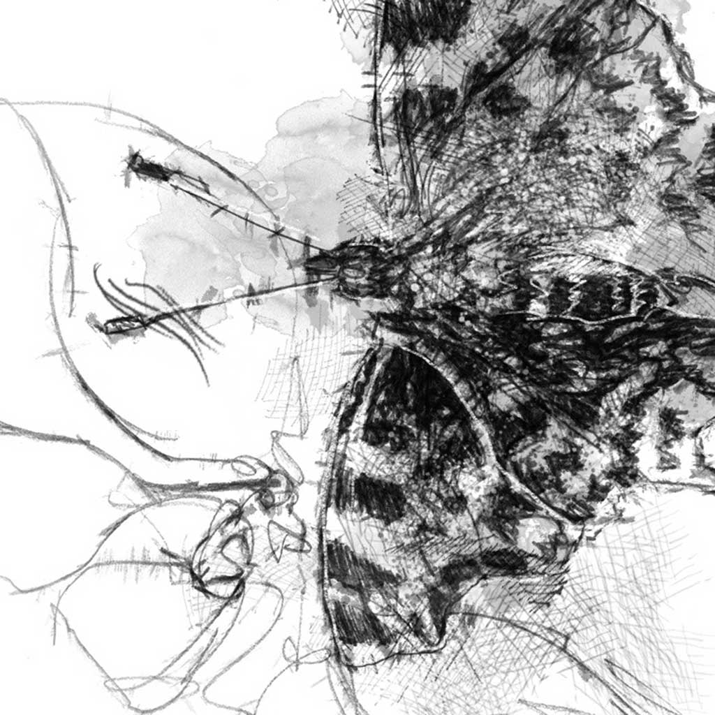 Fritillary butterfly