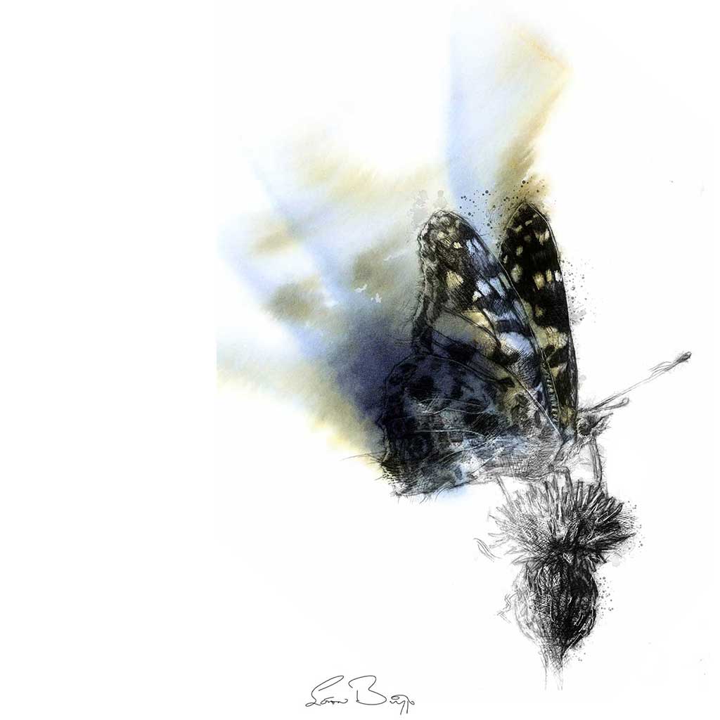 Butterfly