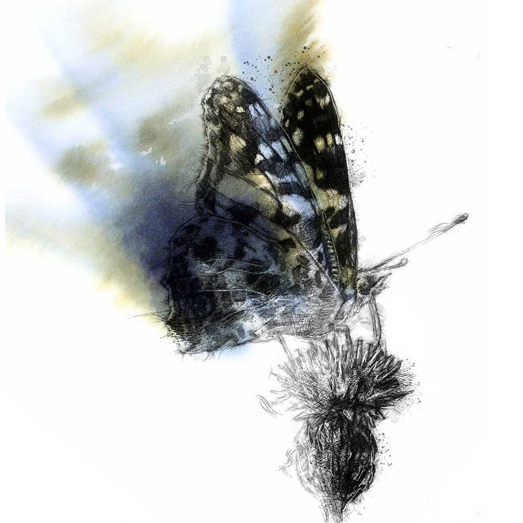 Butterfly