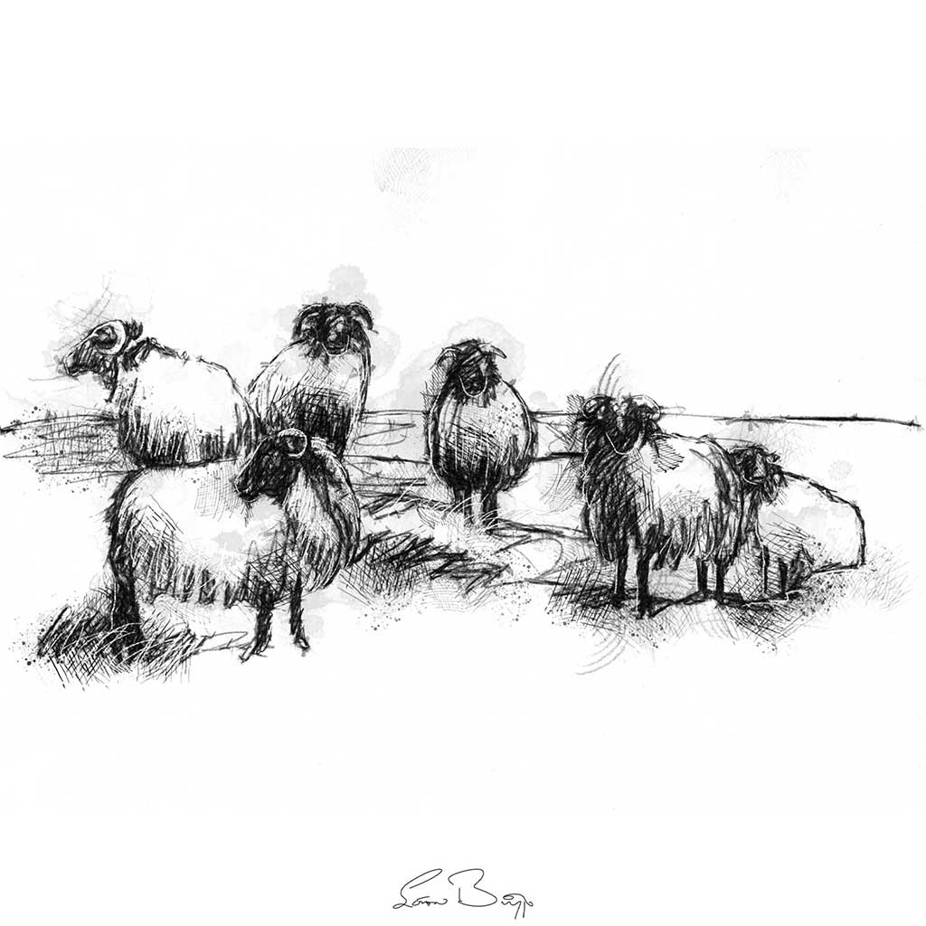 Connemara sheep