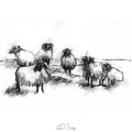 Connemara sheep