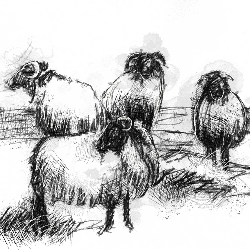 Connemara sheep