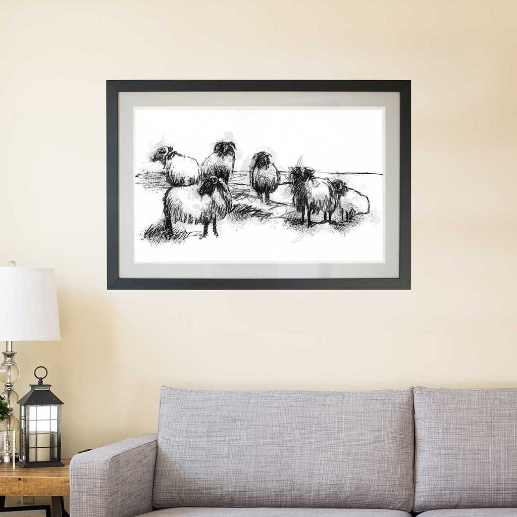 Connemara sheep