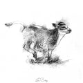 Calf run