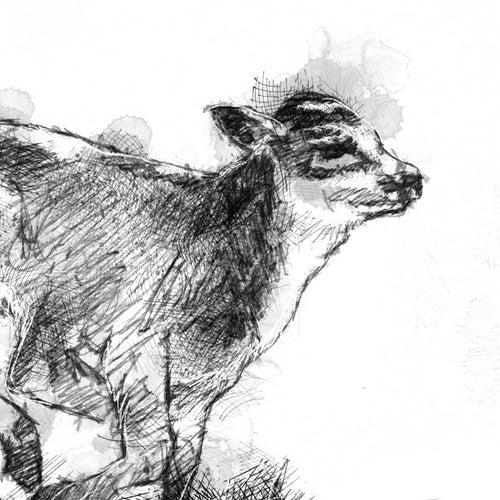 Calf run