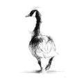 Canada goose - BW Sketch