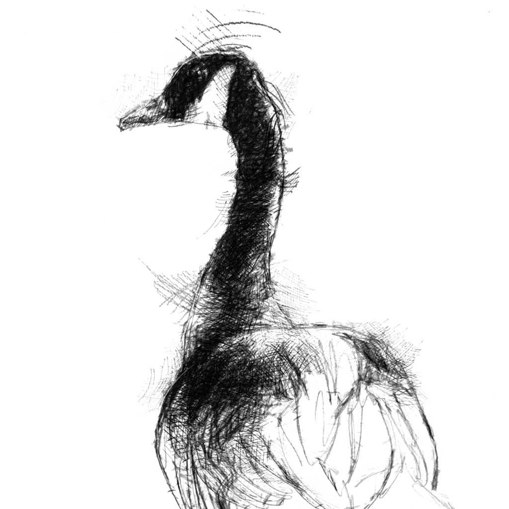 Canada goose - BW Sketch