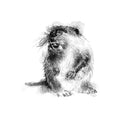 British wildlife Beaver - BW Sketch
