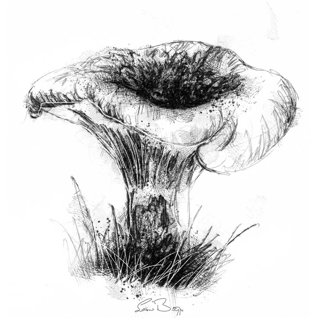 Chanterelle fungi