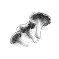 Chanterelles fungi - BW Sketch