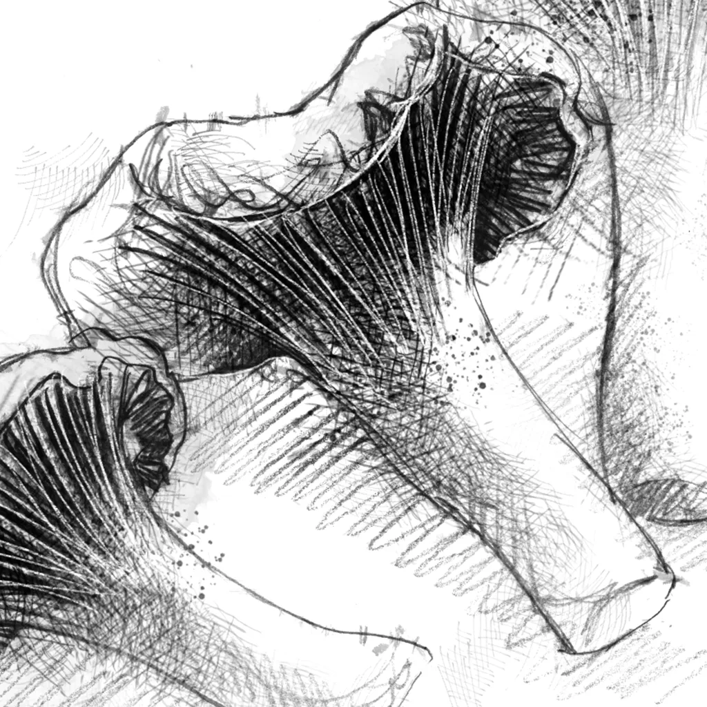 Chanterelles fungi - BW Sketch
