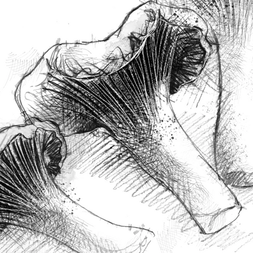 Chanterelles fungi - BW Sketch