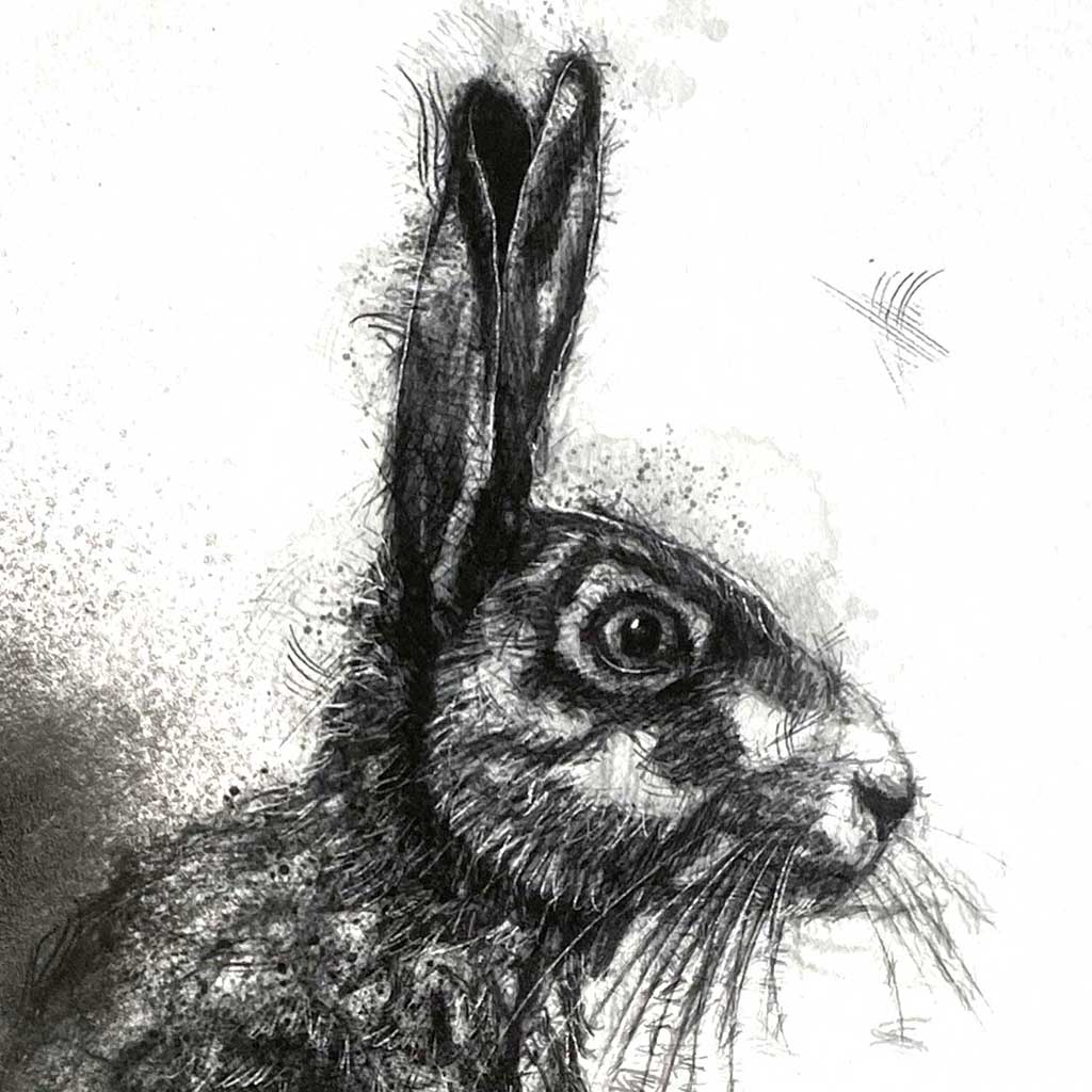 Brown hare