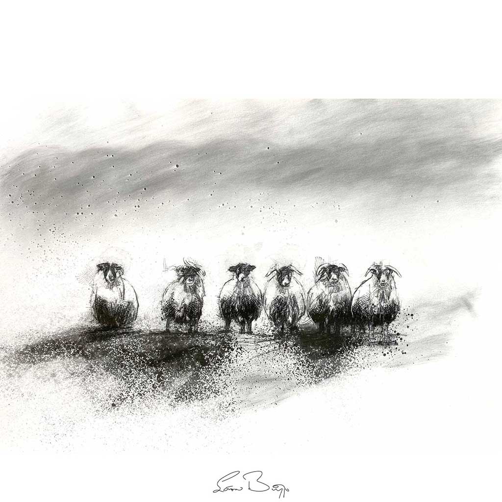 Sheep flock