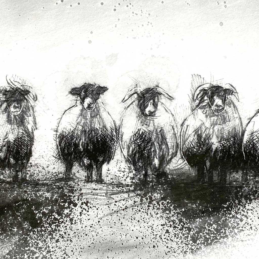 Sheep flock