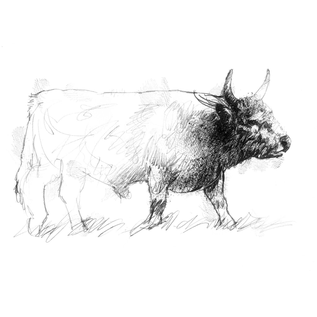 Chillingham Wild Cattle - BW Sketch