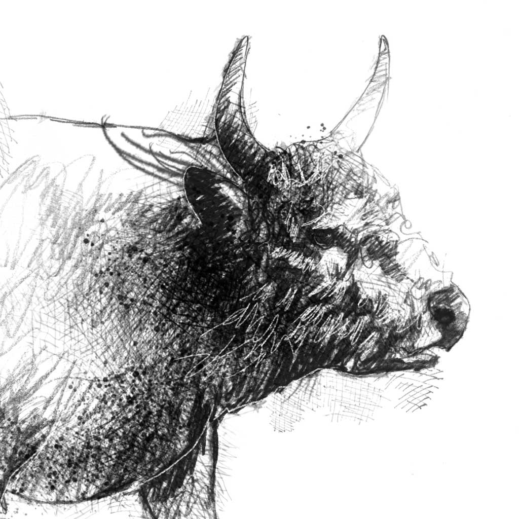 Chillingham Wild Cattle - BW Sketch