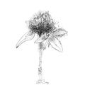 Clover